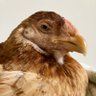 bird's profile picture