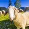 Thatprettygoat profil fotoğrafı