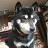 Profilbild von よこたん