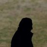 Ramonista profil fotoğrafı