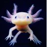 Ave Fénix profil fotoğrafı
