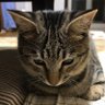 Profilbild von 🌙🌈あっきーさん🐈🐾