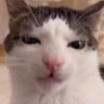 Anatomyfreak's profile picture