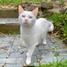 Profilbild von Pushkin TheCat