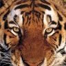 Profilbild von Tiger D. Raven-Melchiz El