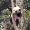 半甜吧 profil fotoğrafı