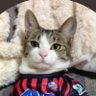 ミント🌋🐈 的头像