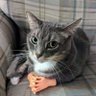 tristis puella's profile picture