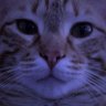 korjbek's profile picture