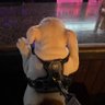 Bulldog profil fotoğrafı