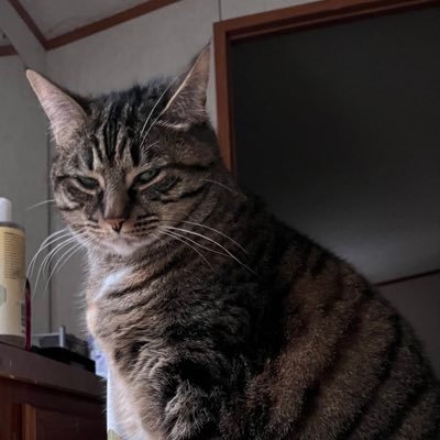 Duchess of Geeks's profile picture