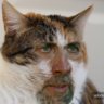 MouseTrapTV's profile picture