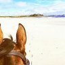 MyHorseAngel's profile picture