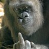 Blind_Ape 的头像