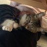 Profilbild von ぽんぽこ