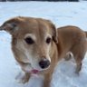 Profilbild von Foxy The Dog