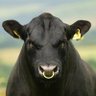 Angus Prime profil fotoğrafı