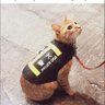 Joe Khajiit 的头像