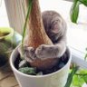 Фото профиля 🐹Indie game(Cat lover)Indie game developer