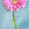 花さき🌺 profil fotoğrafı