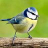 mésange profil fotoğrafı