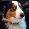 Profilbild von Moab Local