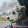 jokeball's profile picture