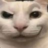 foo's profile picture