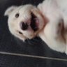 Profilbild von pisca-pisca