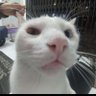 AYÚDENME ME ACABÓ DE CONVERTIR EN GATO Y NECESITO 的头像
