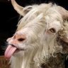 BodeNaSala's profile picture