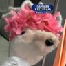 Profilbild von shegua