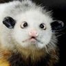 Profilbild von Trashcat_dingus