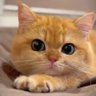 moo's profile picture