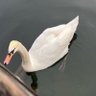kembanglili profil fotoğrafı