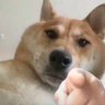 我的刀🛡️ profil fotoğrafı