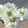 nisa gül profil fotoğrafı