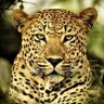 Alistair 🐆's profile picture