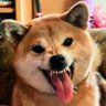 Фото профиля Woof-Woof