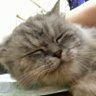 すいかー's profile picture