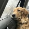 Profilbild von ʕ´• ᴥ•̥`ʔ