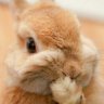 Profilbild von Penguinii