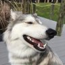 A. Whitewolfe 的头像