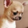 Profilbild von Kelvin