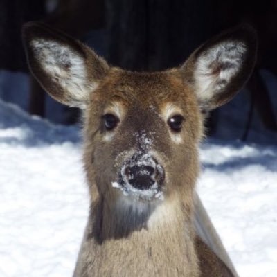 inesrose_'s profile picture