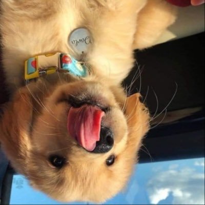 iceziiiiii's profile picture