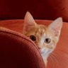 Lulu profil fotoğrafı