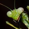 Фото профиля Mantis