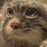 Profilbild von Toasted loaf