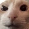 Shinazugawa profil fotoğrafı